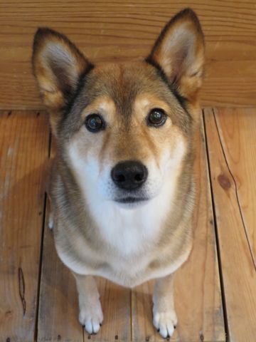 ミックス犬トリミング都内柴犬ミックス抜け毛時期柴犬ミックスシャンプー文京区フントヒュッテ駒込犬歯垢歯石におい口臭歯周病犬の歯磨きデンタルケア効果画像東京hundehutte_67.jpg