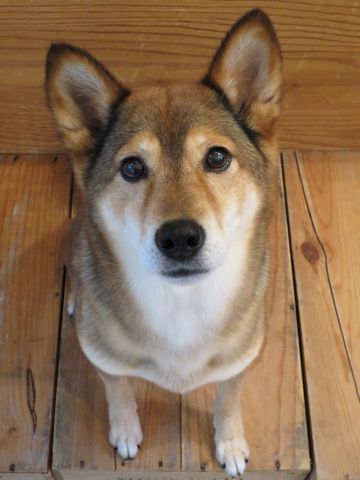 ミックス犬トリミング都内柴犬ミックス抜け毛時期柴犬ミックスシャンプー文京区フントヒュッテ駒込犬歯垢歯石におい口臭歯周病犬の歯磨きデンタルケア効果画像東京hundehutte_68.jpg