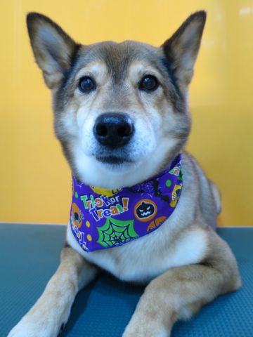ミックス犬トリミング都内柴犬ミックス抜け毛時期柴犬ミックスシャンプー文京区フントヒュッテ駒込犬歯垢歯石におい口臭歯周病犬の歯磨きデンタルケア効果画像東京hundehutte_69.jpg
