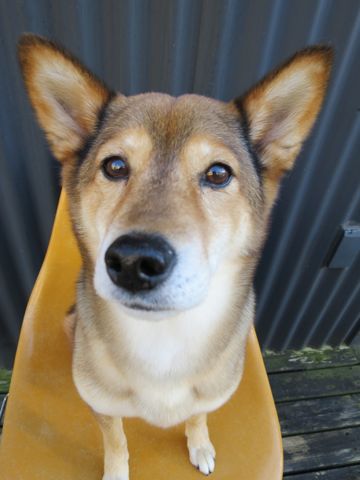 ミックス犬トリミング都内柴犬ミックス抜け毛時期柴犬ミックスシャンプー文京区フントヒュッテ駒込犬歯垢歯石におい口臭歯周病犬の歯磨きデンタルケア効果画像東京hundehutte_70.jpg