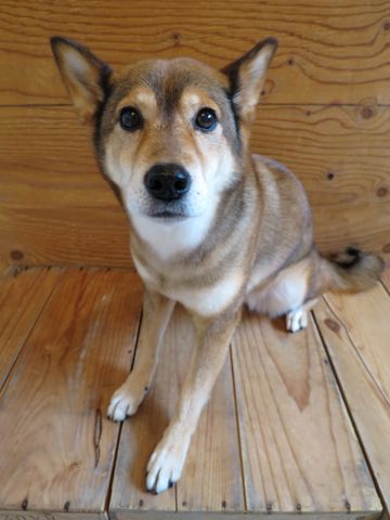 ミックス犬トリミング都内柴犬ミックス抜け毛時期柴犬ミックスシャンプー文京区フントヒュッテ駒込犬歯垢歯石におい口臭歯周病犬の歯磨きデンタルケア効果画像東京hundehutte_71.jpg