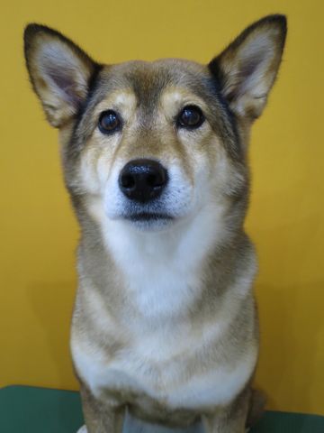 ミックス犬トリミング都内柴犬ミックス抜け毛時期柴犬ミックスシャンプー文京区フントヒュッテ駒込犬歯垢歯石におい口臭歯周病犬の歯磨きデンタルケア効果画像東京hundehutte_72.jpg