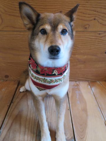 ミックス犬トリミング都内柴犬ミックス抜け毛時期柴犬ミックスシャンプー文京区フントヒュッテ駒込犬歯垢歯石におい口臭歯周病犬の歯磨きデンタルケア効果画像東京hundehutte_73.jpg
