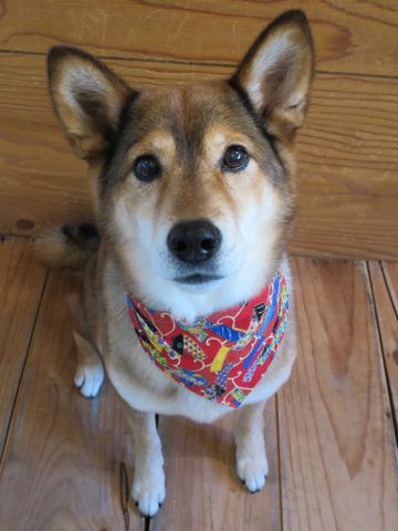 ミックス犬トリミング都内柴犬ミックス抜け毛時期柴犬ミックスシャンプー文京区フントヒュッテ駒込犬歯垢歯石におい口臭歯周病犬の歯磨きデンタルケア効果画像東京hundehutte_77.jpg