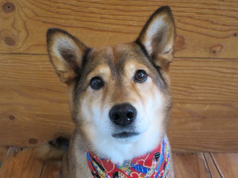 ミックス犬トリミング都内柴犬ミックス抜け毛時期柴犬ミックスシャンプー文京区フントヒュッテ駒込犬歯垢歯石におい口臭歯周病犬の歯磨きデンタルケア効果画像東京hundehutte_79.jpg