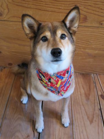 ミックス犬トリミング都内柴犬ミックス抜け毛時期柴犬ミックスシャンプー文京区フントヒュッテ駒込犬歯垢歯石におい口臭歯周病犬の歯磨きデンタルケア効果画像東京hundehutte_80.jpg