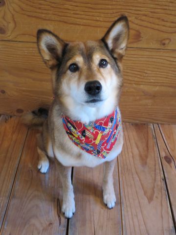ミックス犬トリミング都内柴犬ミックス抜け毛時期柴犬ミックスシャンプー文京区フントヒュッテ駒込犬歯垢歯石におい口臭歯周病犬の歯磨きデンタルケア効果画像東京hundehutte_81.jpg