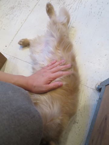ダックスフントミニチュアトリミング都内フントヒュッテ駒込かわいいダックストリミング画像hundehutte文京区犬歯磨き歯垢歯石除去ゼオライトデンタルケア犬温泉東京_2.jpg