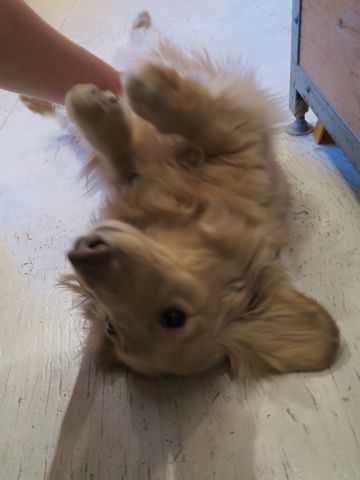 ダックスフントミニチュアトリミング都内フントヒュッテ駒込かわいいダックストリミング画像hundehutte文京区犬歯磨き歯垢歯石除去ゼオライトデンタルケア犬温泉東京_3.jpg