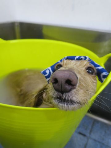 ダックスフントミニチュアトリミング都内フントヒュッテ駒込かわいいダックストリミング画像hundehutte文京区犬歯磨き歯垢歯石除去ゼオライトデンタルケア犬温泉東京_4.jpg