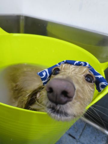 ダックスフントミニチュアトリミング都内フントヒュッテ駒込かわいいダックストリミング画像hundehutte文京区犬歯磨き歯垢歯石除去ゼオライトデンタルケア犬温泉東京_5.jpg