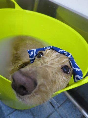 ダックスフントミニチュアトリミング都内フントヒュッテ駒込かわいいダックストリミング画像hundehutte文京区犬歯磨き歯垢歯石除去ゼオライトデンタルケア犬温泉東京_6.jpg