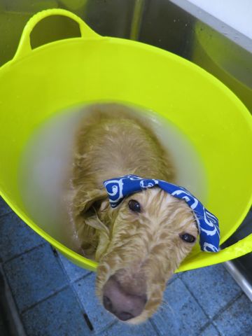 ダックスフントミニチュアトリミング都内フントヒュッテ駒込かわいいダックストリミング画像hundehutte文京区犬歯磨き歯垢歯石除去ゼオライトデンタルケア犬温泉東京_7.jpg