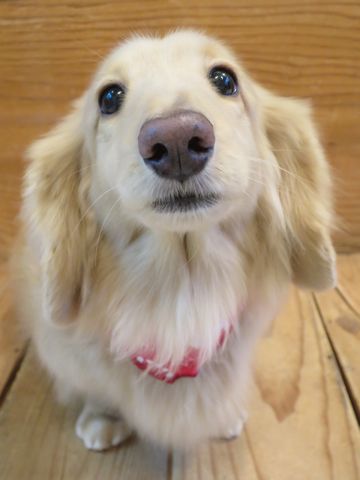 ダックスフントミニチュアトリミング都内フントヒュッテ駒込かわいいダックストリミング画像hundehutte文京区犬歯磨き歯垢歯石除去ゼオライトデンタルケア犬温泉東京_8.jpg