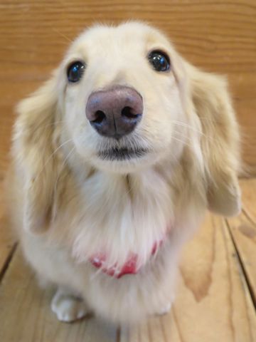 ダックスフントミニチュアトリミング都内フントヒュッテ駒込かわいいダックストリミング画像hundehutte文京区犬歯磨き歯垢歯石除去ゼオライトデンタルケア犬温泉東京_9.jpg