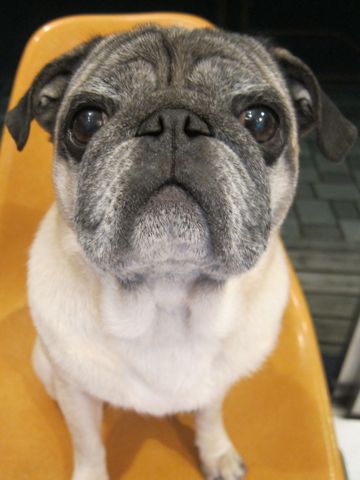 パグトリミング文京区パグトリミングサロン都内パグトリミング料金東京フントヒュッテ駒込hundehutte画像パグブスかわ犬鼻ぺちゃ犬パグ性格特徴色Pug_1.jpg