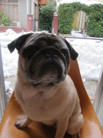パグトリミング文京区パグトリミングサロン都内パグトリミング料金東京フントヒュッテ駒込hundehutte画像パグブスかわ犬鼻ぺちゃ犬パグ性格特徴色Pug_3.jpg