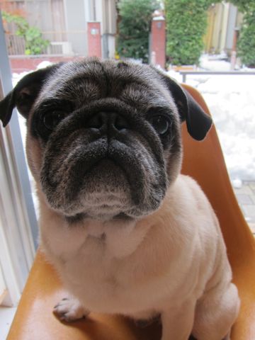 パグトリミング文京区パグトリミングサロン都内パグトリミング料金東京フントヒュッテ駒込hundehutte画像パグブスかわ犬鼻ぺちゃ犬パグ性格特徴色Pug_4.jpg
