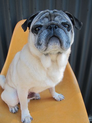 パグトリミング文京区パグトリミングサロン都内パグトリミング料金東京フントヒュッテ駒込hundehutte画像パグブスかわ犬鼻ぺちゃ犬パグ性格特徴色Pug_5.jpg