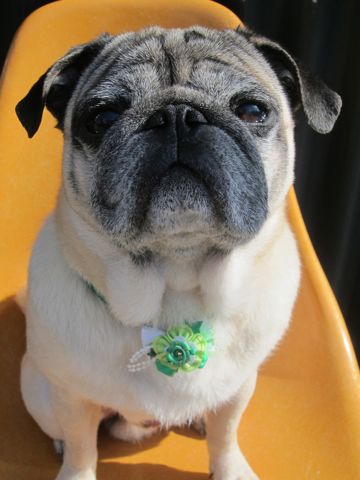 パグトリミング文京区パグトリミングサロン都内パグトリミング料金東京フントヒュッテ駒込hundehutte画像パグブスかわ犬鼻ぺちゃ犬パグ性格特徴色Pug_6.jpg