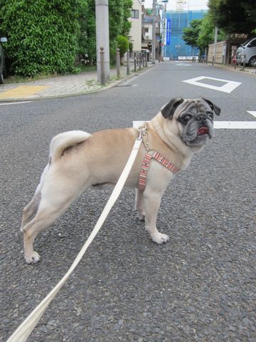 パグトリミング文京区パグトリミングサロン都内パグトリミング料金東京フントヒュッテ駒込hundehutte画像パグブスかわ犬鼻ぺちゃ犬パグ性格特徴色Pug_11.jpg