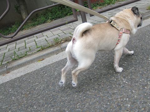 パグトリミング文京区パグトリミングサロン都内パグトリミング料金東京フントヒュッテ駒込hundehutte画像パグブスかわ犬鼻ぺちゃ犬パグ性格特徴色Pug_12.jpg