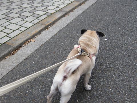 パグトリミング文京区パグトリミングサロン都内パグトリミング料金東京フントヒュッテ駒込hundehutte画像パグブスかわ犬鼻ぺちゃ犬パグ性格特徴色Pug_13.jpg