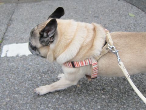 パグトリミング文京区パグトリミングサロン都内パグトリミング料金東京フントヒュッテ駒込hundehutte画像パグブスかわ犬鼻ぺちゃ犬パグ性格特徴色Pug_14.jpg
