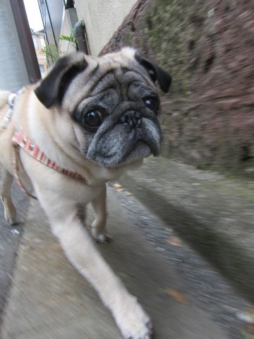 パグトリミング文京区パグトリミングサロン都内パグトリミング料金東京フントヒュッテ駒込hundehutte画像パグブスかわ犬鼻ぺちゃ犬パグ性格特徴色Pug_15.jpg