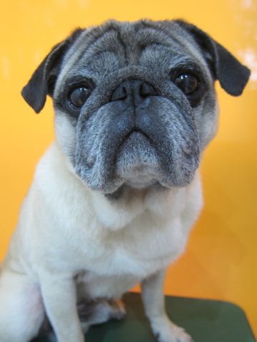 パグトリミング文京区パグトリミングサロン都内パグトリミング料金東京フントヒュッテ駒込hundehutte画像パグブスかわ犬鼻ぺちゃ犬パグ性格特徴色Pug_16.jpg