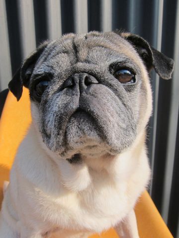 パグトリミング文京区パグトリミングサロン都内パグトリミング料金東京フントヒュッテ駒込hundehutte画像パグブスかわ犬鼻ぺちゃ犬パグ性格特徴色Pug_17.jpg
