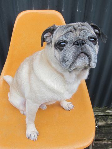 パグトリミング文京区パグトリミングサロン都内パグトリミング料金東京フントヒュッテ駒込hundehutte画像パグブスかわ犬鼻ぺちゃ犬パグ性格特徴色Pug_18.jpg