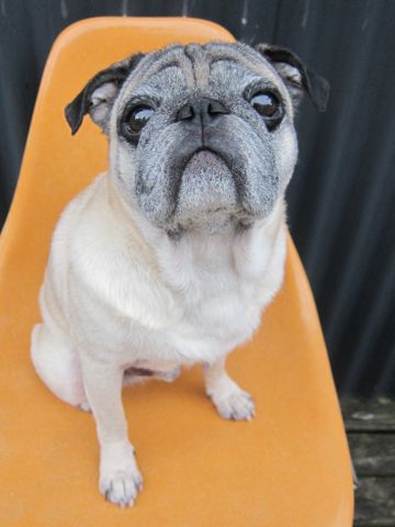 パグトリミング文京区パグトリミングサロン都内パグトリミング料金東京フントヒュッテ駒込hundehutte画像パグブスかわ犬鼻ぺちゃ犬パグ性格特徴色Pug_19.jpg