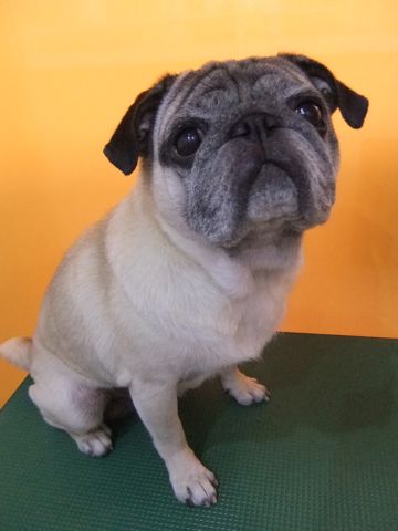 パグトリミング文京区パグトリミングサロン都内パグトリミング料金東京フントヒュッテ駒込hundehutte画像パグブスかわ犬鼻ぺちゃ犬パグ性格特徴色Pug_20.jpg