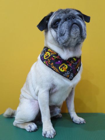 パグトリミング文京区パグトリミングサロン都内パグトリミング料金東京フントヒュッテ駒込hundehutte画像パグブスかわ犬鼻ぺちゃ犬パグ性格特徴色Pug_21.jpg