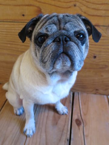 パグトリミング文京区パグトリミングサロン都内パグトリミング料金東京フントヒュッテ駒込hundehutte画像パグブスかわ犬鼻ぺちゃ犬パグ性格特徴色Pug_22.jpg