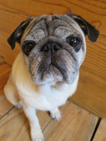 パグトリミング文京区パグトリミングサロン都内パグトリミング料金東京フントヒュッテ駒込hundehutte画像パグブスかわ犬鼻ぺちゃ犬パグ性格特徴色Pug_24.jpg