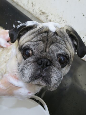 パグトリミング文京区パグトリミングサロン都内パグトリミング料金東京フントヒュッテ駒込hundehutte画像パグブスかわ犬鼻ぺちゃ犬パグ性格特徴色Pug_25.jpg