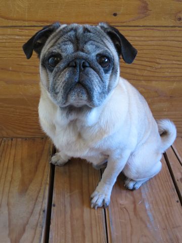 パグトリミング文京区パグトリミングサロン都内パグトリミング料金東京フントヒュッテ駒込hundehutte画像パグブスかわ犬鼻ぺちゃ犬パグ性格特徴色Pug_26.jpg