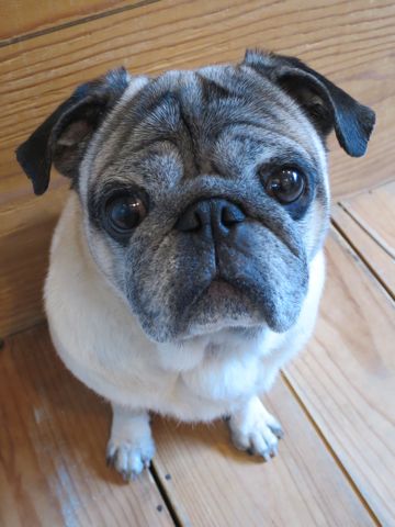 パグトリミング文京区パグトリミングサロン都内パグトリミング料金東京フントヒュッテ駒込hundehutte画像パグブスかわ犬鼻ぺちゃ犬パグ性格特徴色Pug_27.jpg