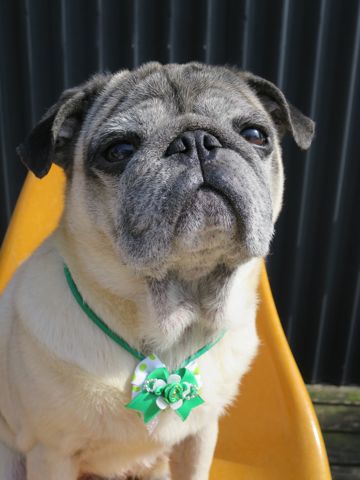 パグトリミング文京区パグトリミングサロン都内パグトリミング料金東京フントヒュッテ駒込hundehutte画像パグブスかわ犬鼻ぺちゃ犬パグ性格特徴色Pug_28.jpg