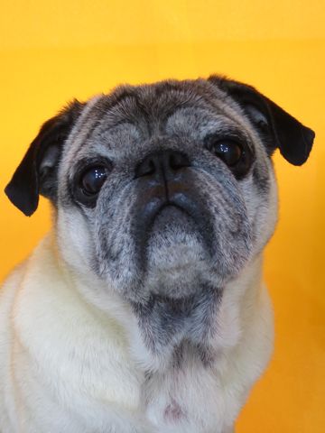 パグトリミング文京区パグトリミングサロン都内パグトリミング料金東京フントヒュッテ駒込hundehutte画像パグブスかわ犬鼻ぺちゃ犬パグ性格特徴色Pug_31.jpg