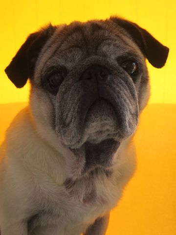 パグトリミング文京区パグトリミングサロン都内パグトリミング料金東京フントヒュッテ駒込hundehutte画像パグブスかわ犬鼻ぺちゃ犬パグ性格特徴色Pug_32.jpg