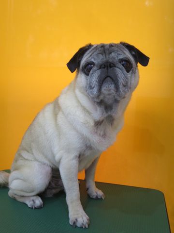 パグトリミング文京区パグトリミングサロン都内パグトリミング料金東京フントヒュッテ駒込hundehutte画像パグブスかわ犬鼻ぺちゃ犬パグ性格特徴色Pug_33.jpg
