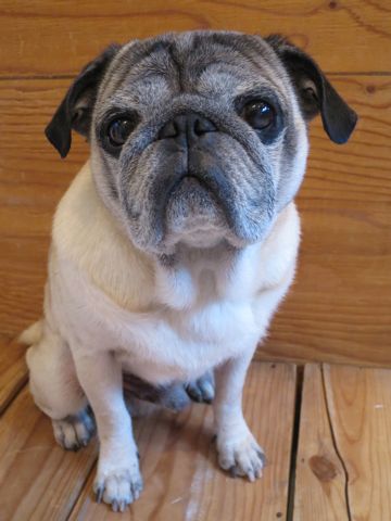 パグトリミング文京区パグトリミングサロン都内パグトリミング料金東京フントヒュッテ駒込hundehutte画像パグブスかわ犬鼻ぺちゃ犬パグ性格特徴色Pug_34.jpg