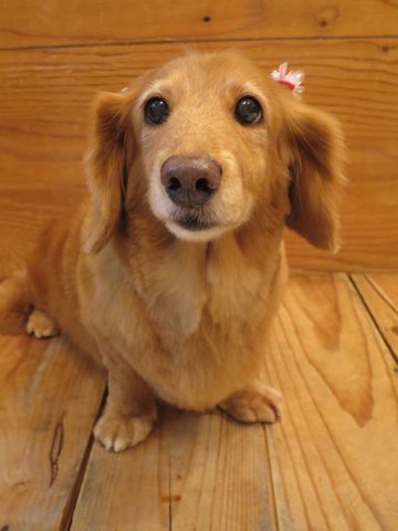 ダックスフントトリミング文京区フントヒュッテ駒込犬歯磨き歯垢歯石除去ゼオライトデンタルケア都内hundehutte東京ダックス短くカット画像ダックスサマーカット_1.jpg