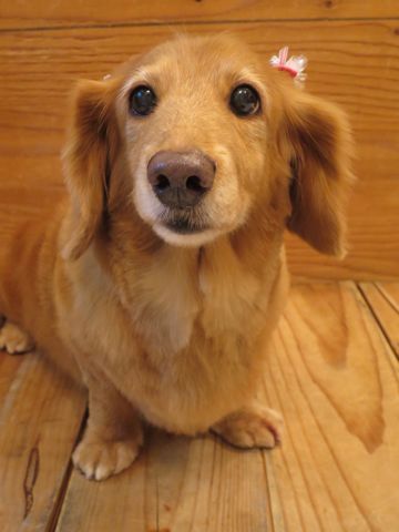 ダックスフントトリミング文京区フントヒュッテ駒込犬歯磨き歯垢歯石除去ゼオライトデンタルケア都内hundehutte東京ダックス短くカット画像ダックスサマーカット_2.jpg