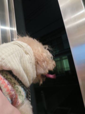 トイ・プードルペットホテル都内フントヒュッテ駒込犬おあずかり様子おさんぽ文京区hundehutte東京ペットホテル画像ドッグホテル日記トイプーレッド犬ホテル_1.jpg
