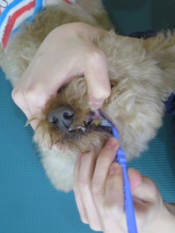 トイ・プードルペットホテル都内フントヒュッテ駒込犬おあずかり様子おさんぽ文京区hundehutte東京ペットホテル画像ドッグホテル日記トイプーレッド犬ホテル_3.jpg