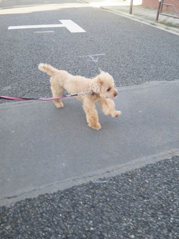 トイ・プードルペットホテル都内フントヒュッテ駒込犬おあずかり様子おさんぽ文京区hundehutte東京ペットホテル画像ドッグホテル日記トイプーレッド犬ホテル_5.jpg